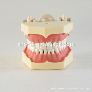 32 pcs Removable Teeth Soft Gum Teaching Dental Model 13008, Replacement Teeth Siut for Frasaco Jaw